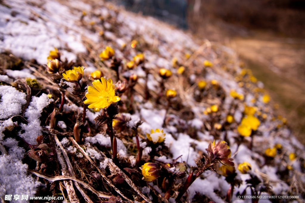 小黄花 雪米 雪花 微距