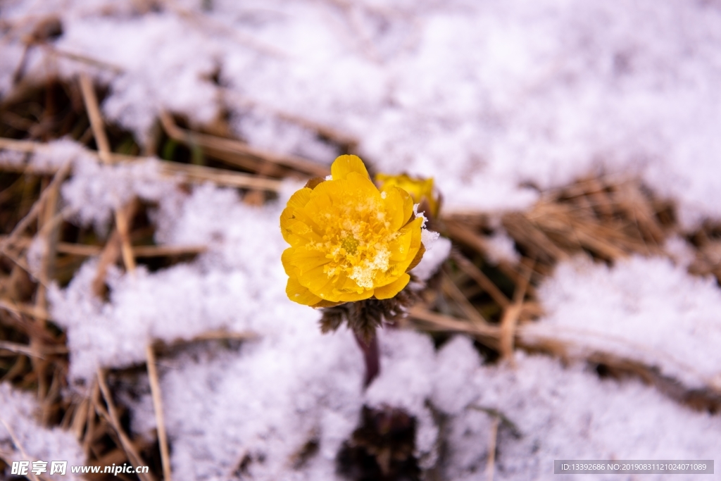 小黄花 雪米 雪花 微距