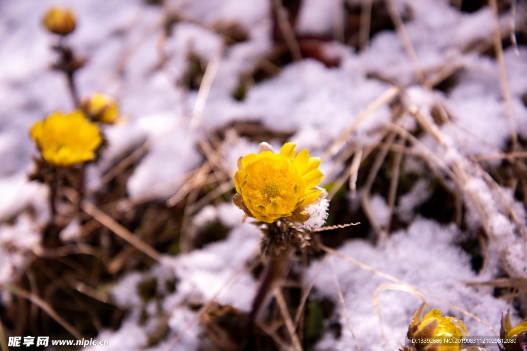 小黄花 雪米 雪花 微距