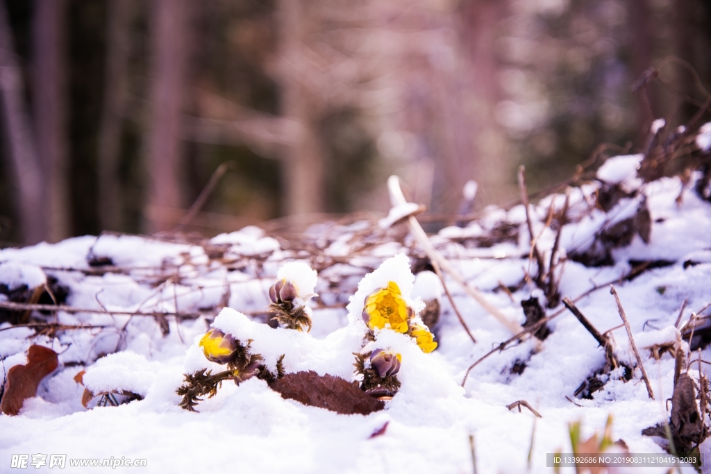 小黄花 雪米 雪花 微距