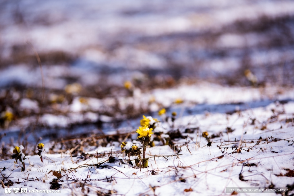 小黄花 雪米 雪花 微距