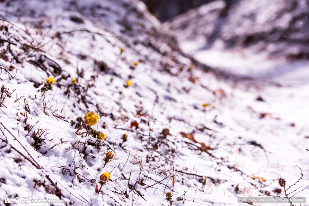 小黄花 雪米 雪花 微距