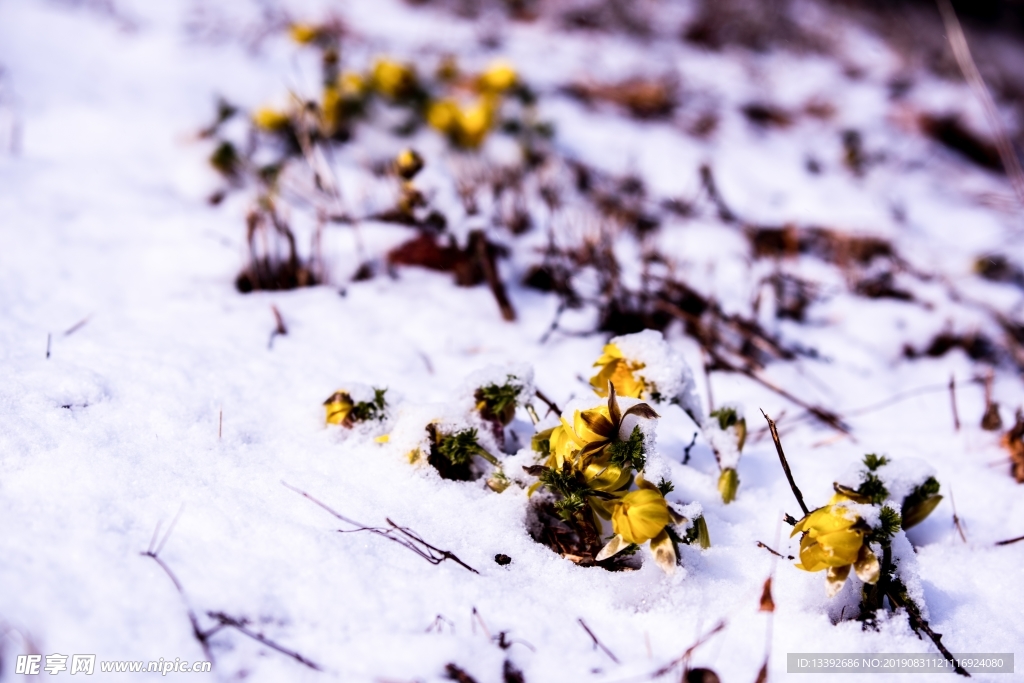 小黄花 雪米 雪花 微距