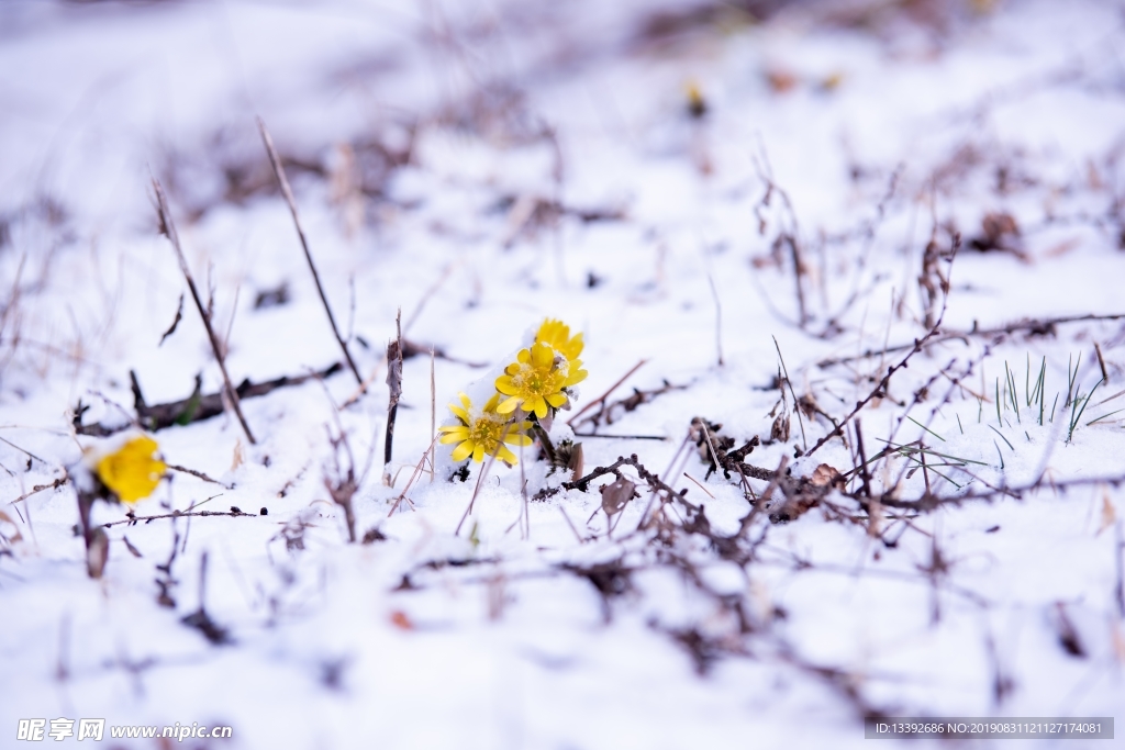 小黄花 雪米 雪花 微距