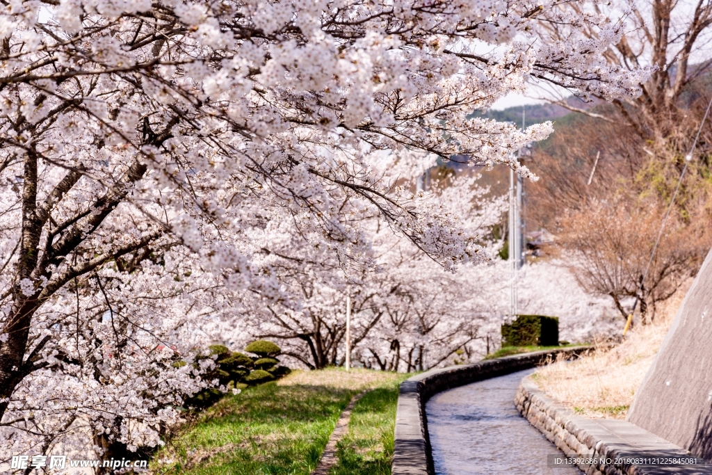 樱花 道路