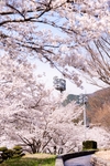 樱花 道路 灯塔