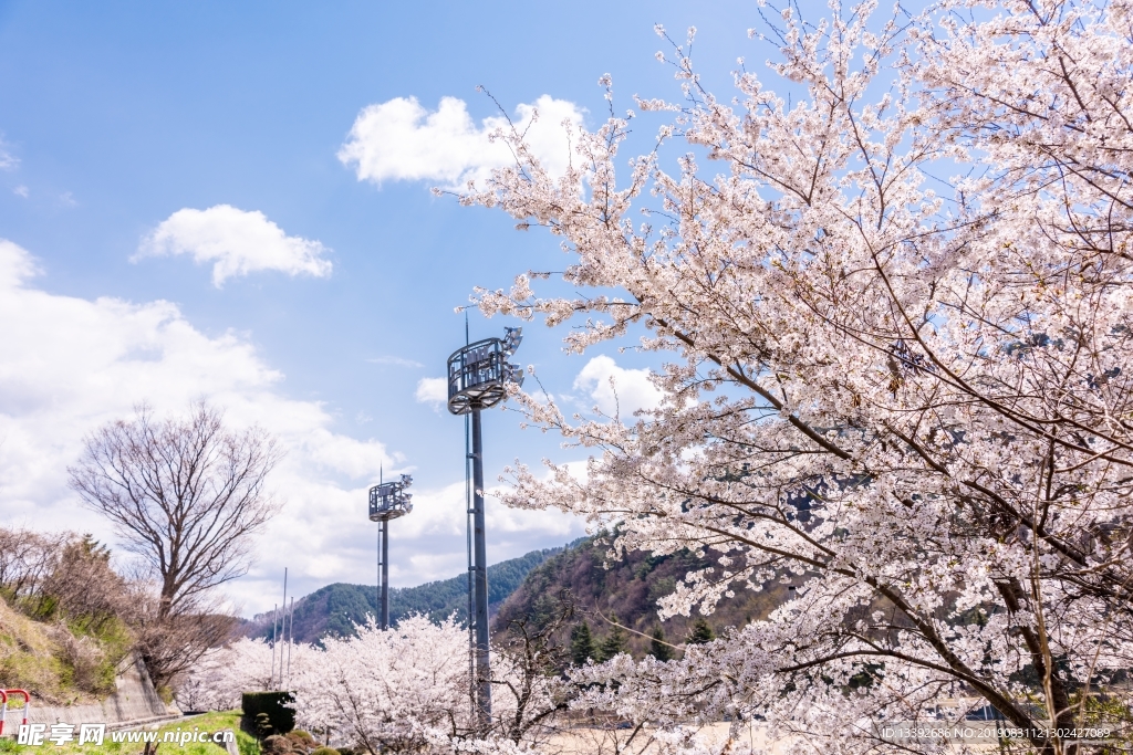 樱花 灯塔