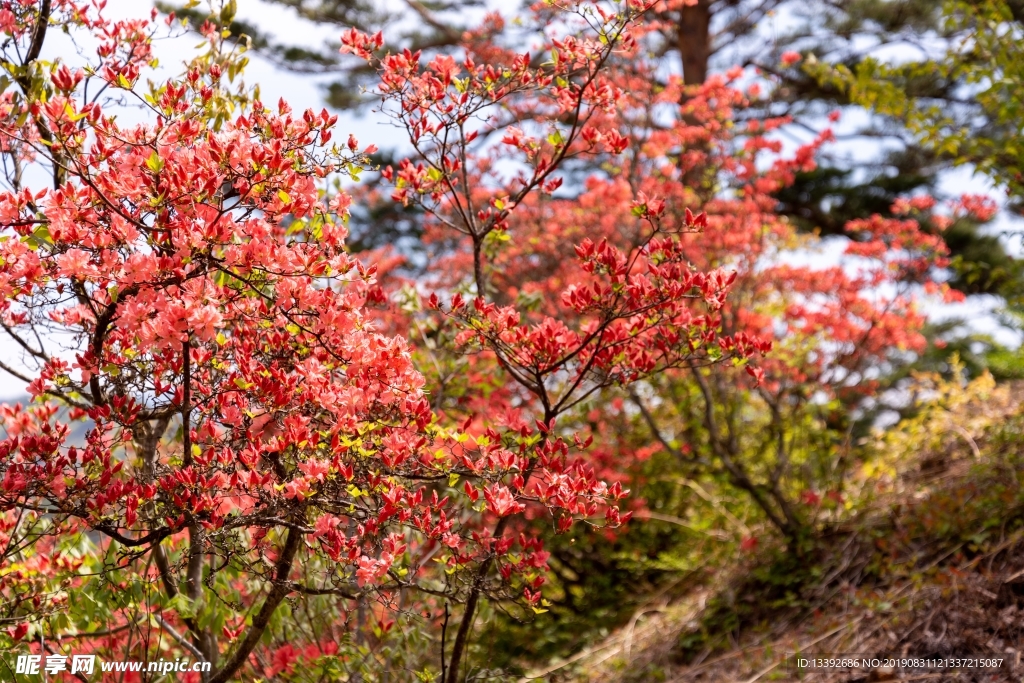 满山红