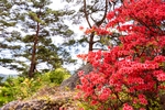 满山红