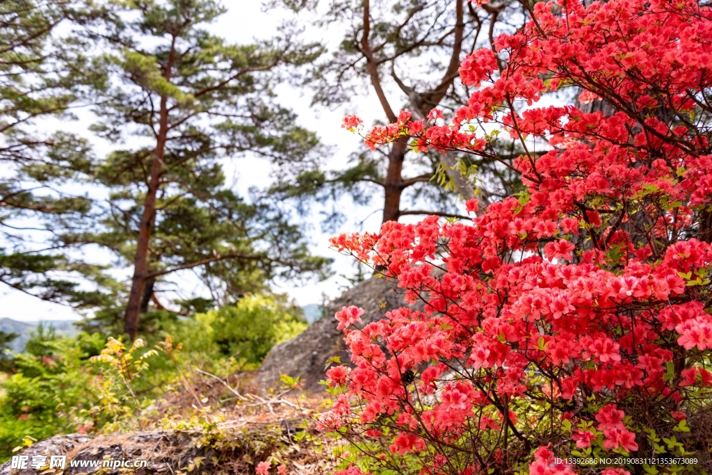 满山红