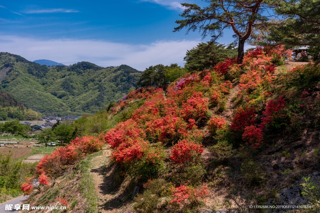 满山红 成片