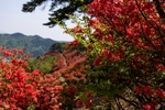 满山红