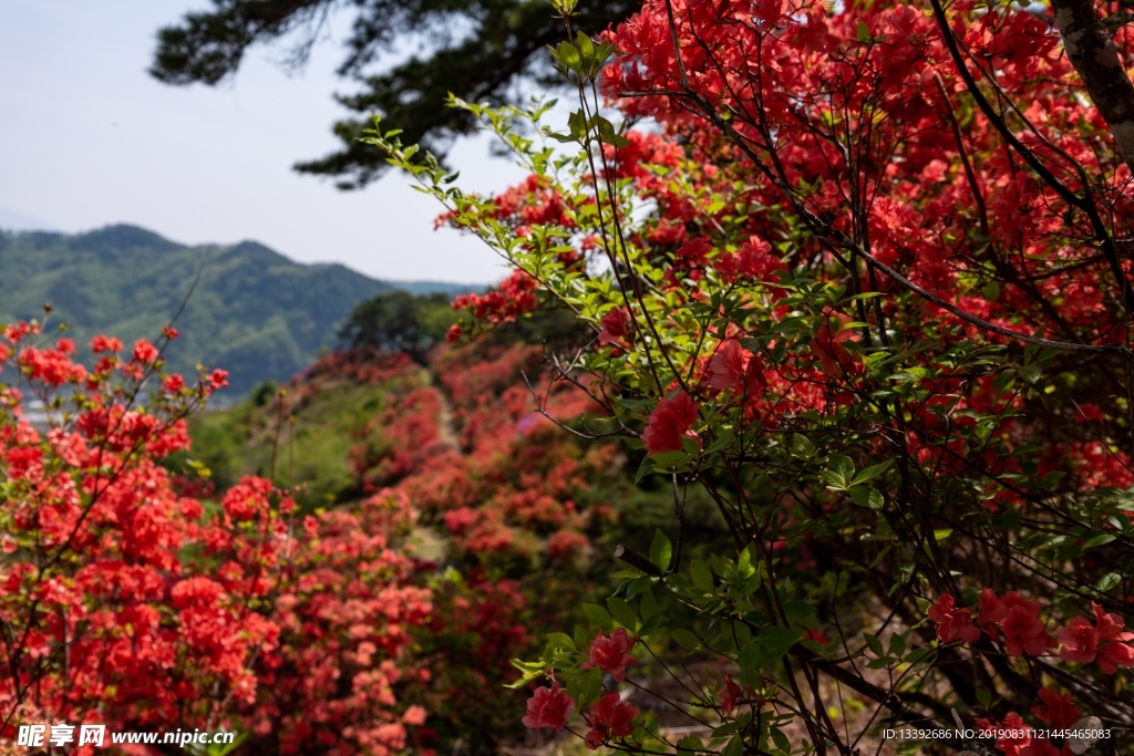 满山红