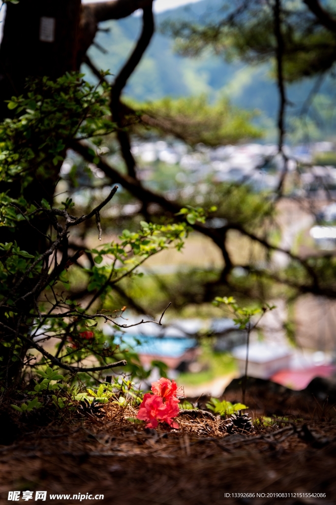 满山红 大自然