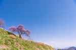 山坡 樱花树 蓝天