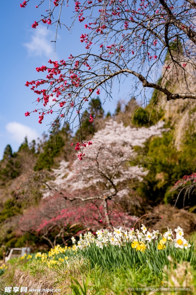 花园 樱花 樱花树 花朵 公园