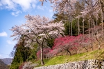 樱花 樱花树 公路 树