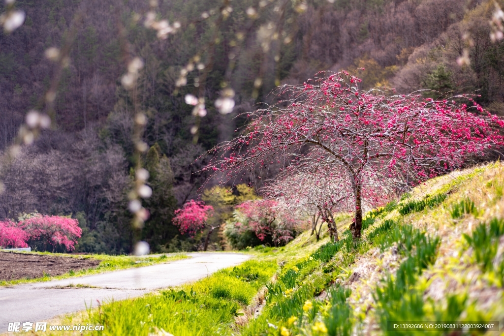 樱花 樱花树 公路