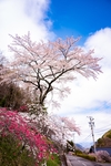 樱花 樱花树 公路
