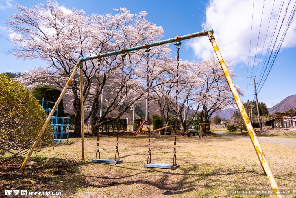 公园 樱花 樱花树 秋千