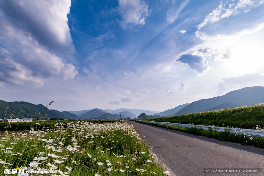 菊花 滨菊 蓝天 云海 公路