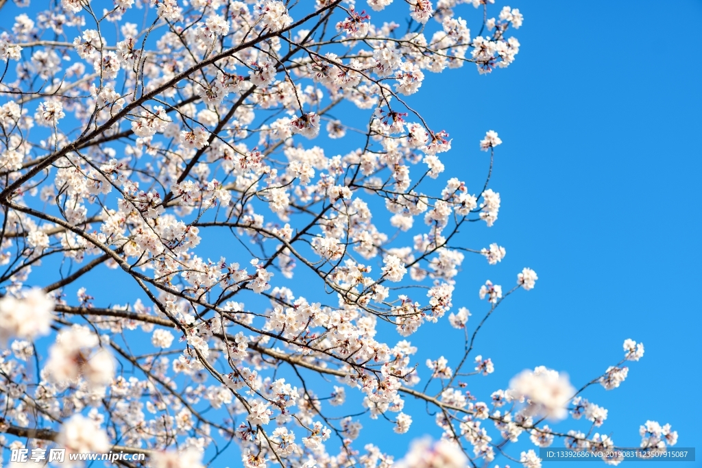 樱花 东京樱花 樱花树 蓝天