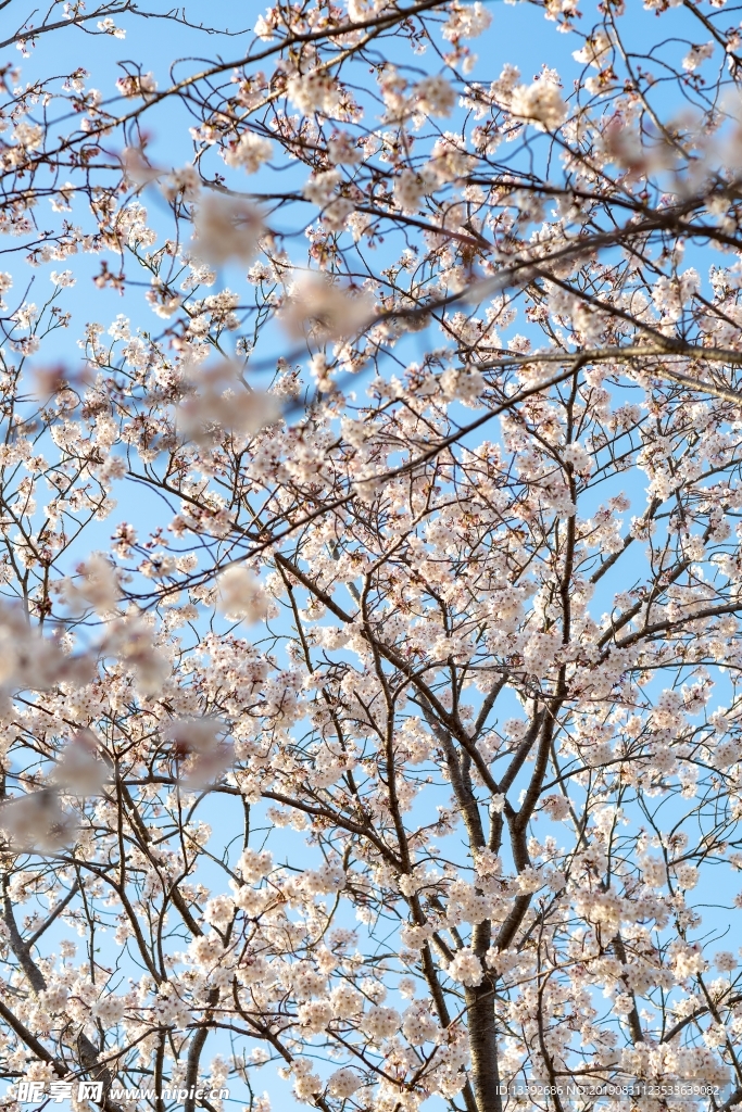 樱花 东京樱花 樱花树 白色