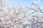 樱花 东京樱花 樱花树 白色