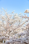 樱花 东京樱花 樱花树 蓝天