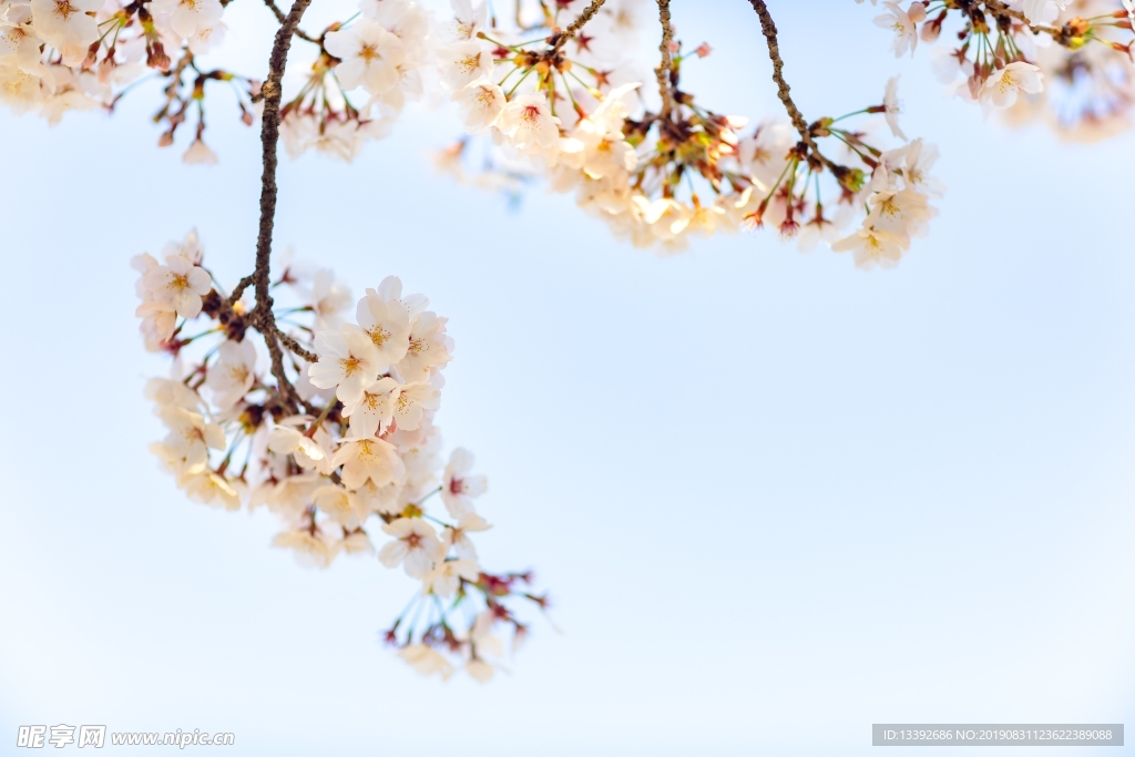 樱花 东京樱花 樱花树 白色