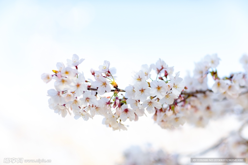 樱花 东京樱花 樱花树 白色