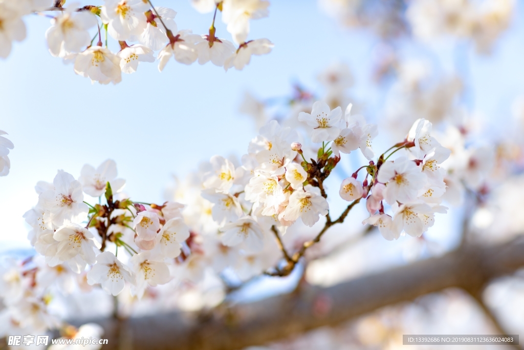 樱花 东京樱花 樱花树 白色