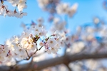 樱花 东京樱花 樱花树 白色