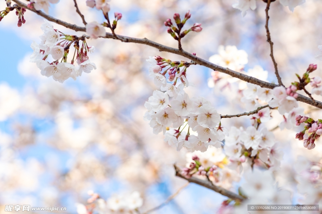 樱花 东京樱花 樱花树 白色