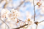 樱花 东京樱花 樱花树 白色