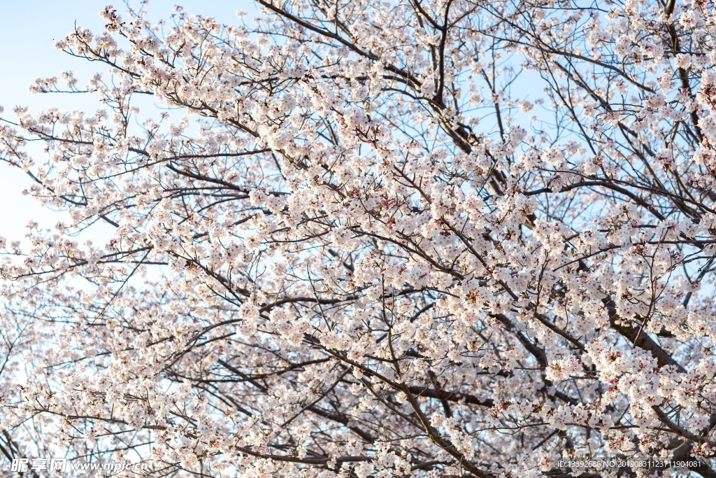 樱花 东京樱花 樱花树 白色