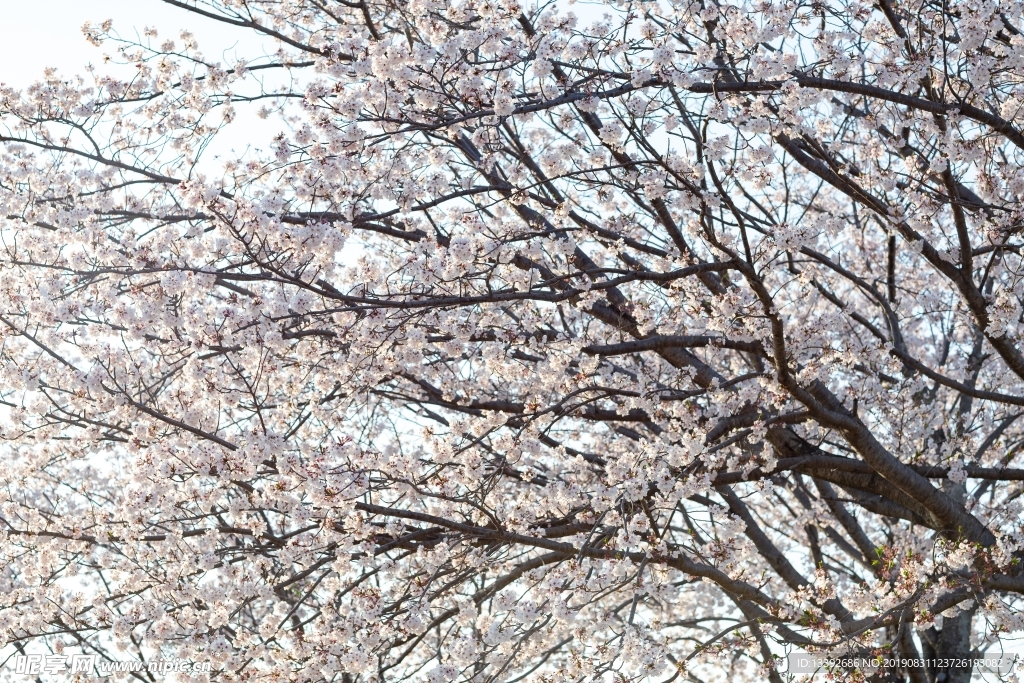 樱花 东京樱花 樱花树 白色