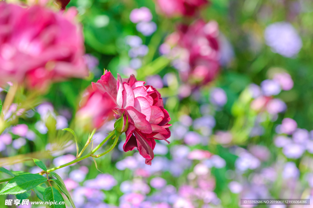 月季花 红月季花