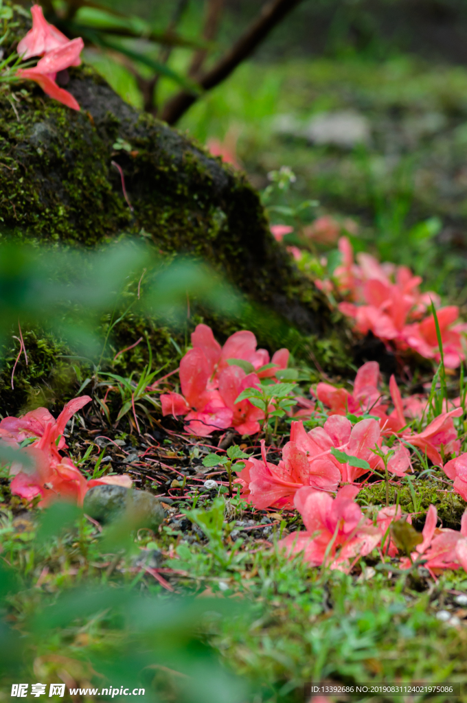 满山红 满山红花