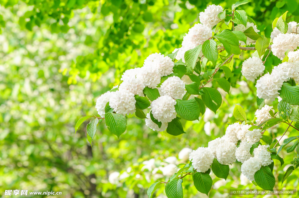 绣球 绣球花 白色绣球花