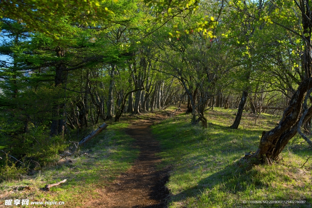 青山小道 山路 树