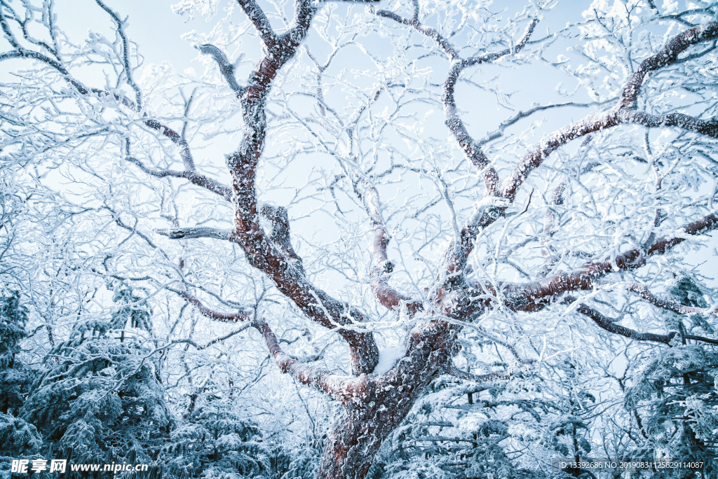 雪花 雪 结冰 树 大树