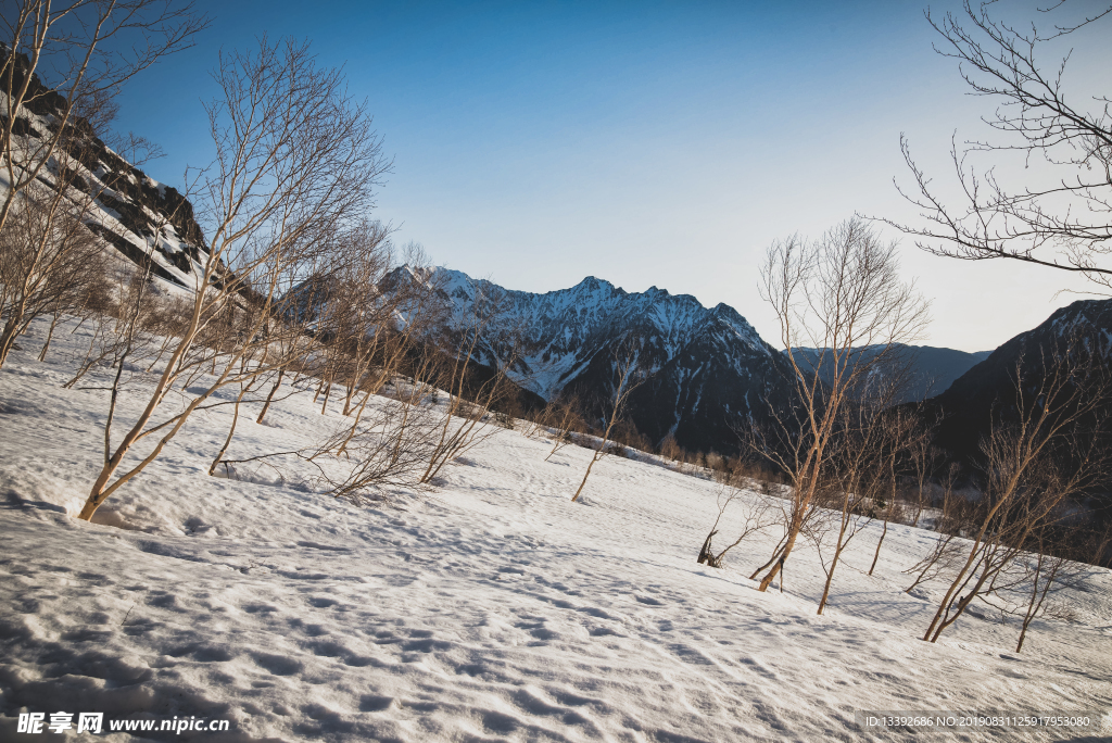 冬季 雪地 枯树 山 蓝天