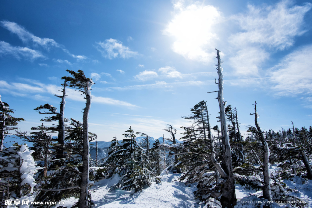 冰天雪地 树 山顶 太阳 阳光