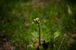 蕨 萌芽 蓬勃生机 植物