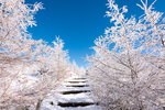 冰天雪地 结冰树枝 结冰 山顶