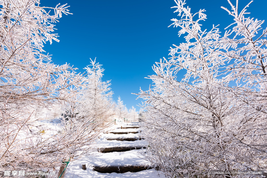 冰天雪地 结冰树枝 结冰 山顶