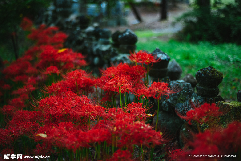 红花石蒜 石蒜 曼珠沙华