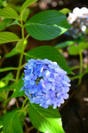 绣球 绣球花 紫色花 植物