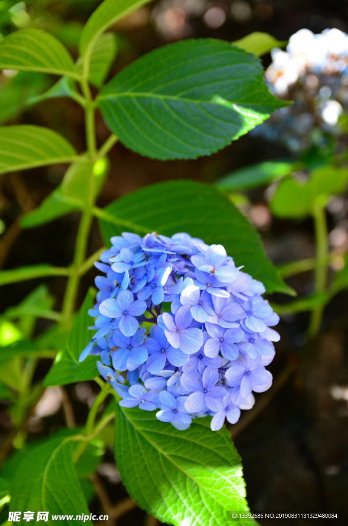 绣球 绣球花 紫色花 植物